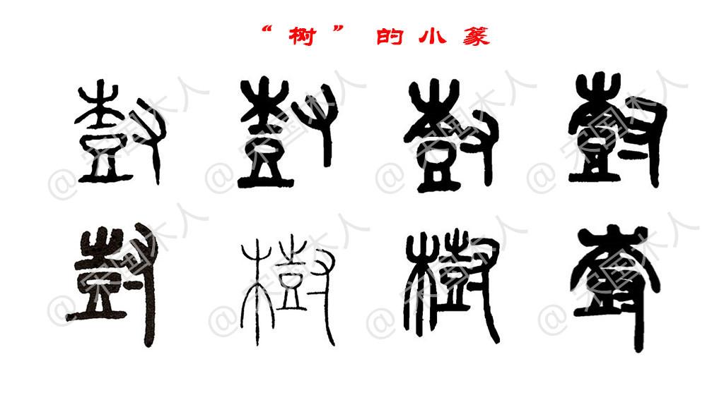 树:汉字的起源与演变(小学一年级语文生字 第71集) 