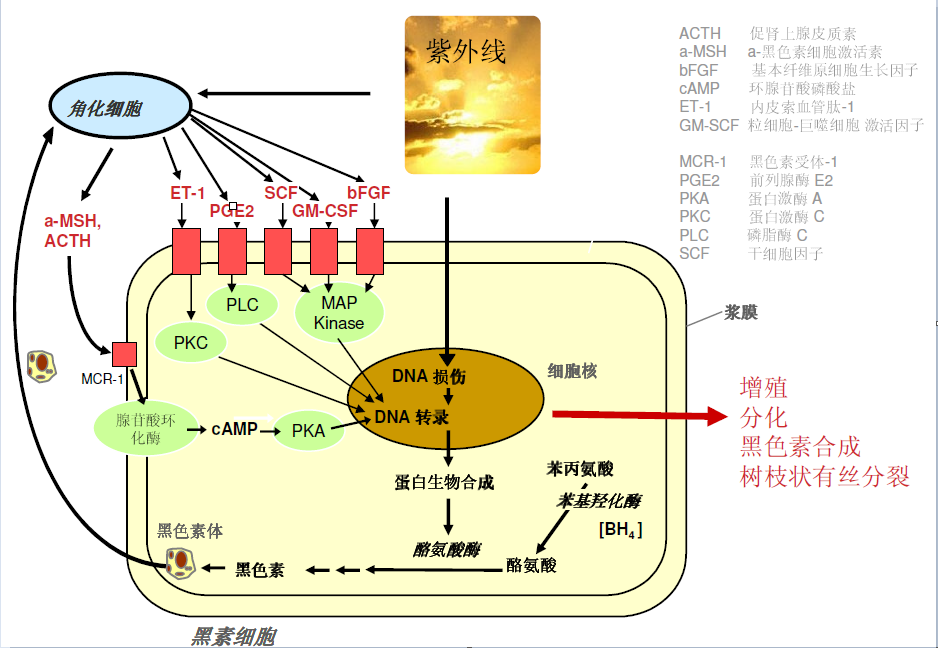 現今最有效的,最具活性的,酪氨酸酶抑制劑之一,具有優異的美白及抗氧