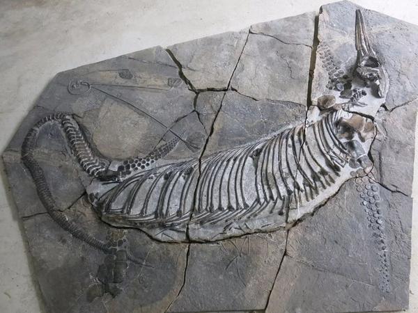 萨斯特鱼龙化石,收藏于贵州省博物馆