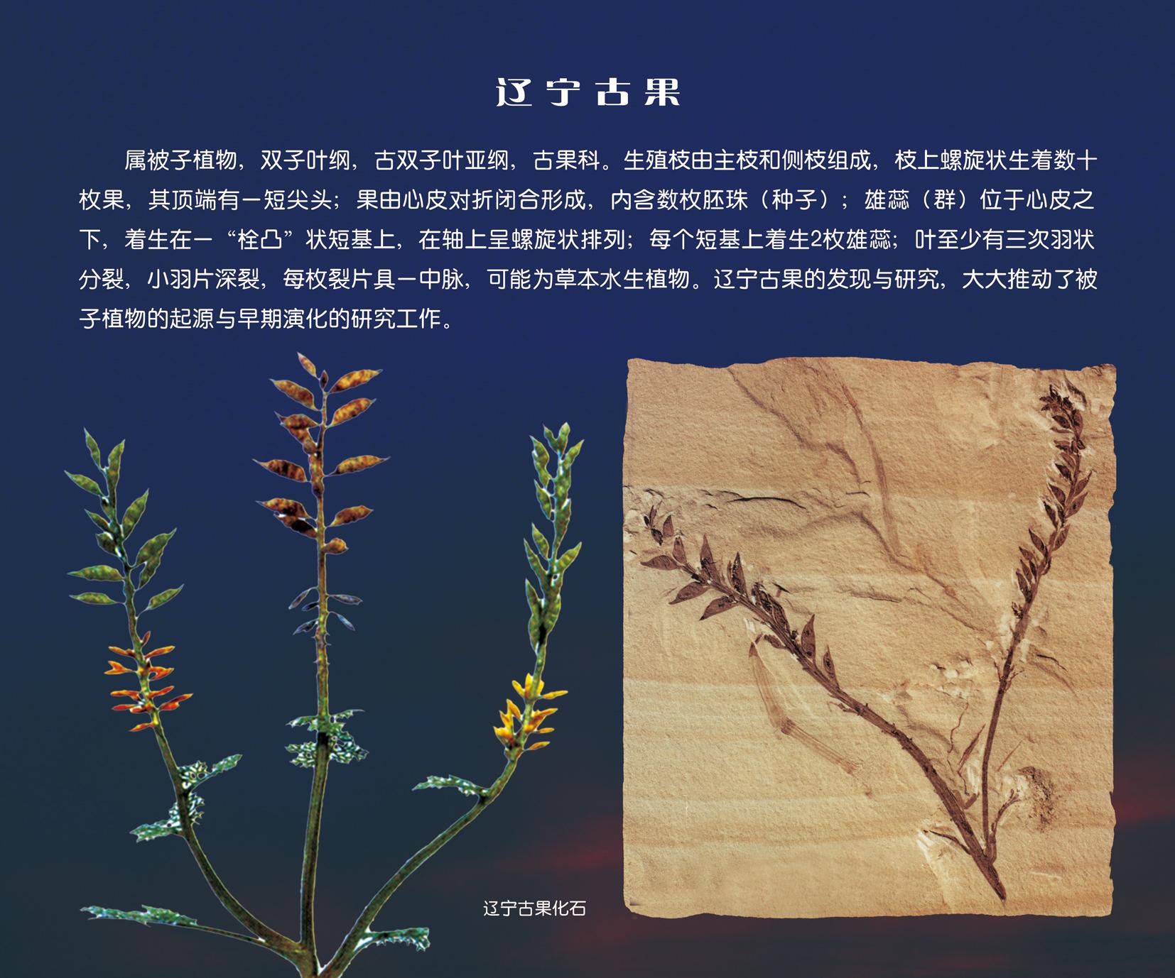 孙革研究员认为,辽宁古果的发现说明我国东北地区是被子植物的发源地