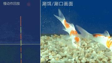 漂相该怎么看?实拍鱼吃饵和浮漂对应动作,轻松掌握提竿时机