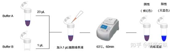 目前常见的核酸恒温扩增技术 - 知乎