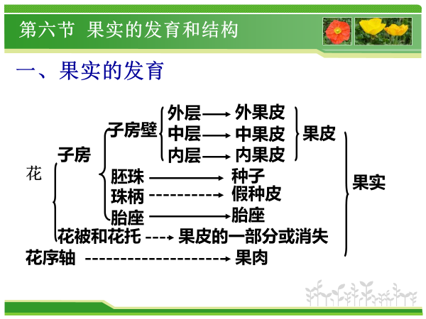 植物学期末复习植物生理部分 光合不全 知乎