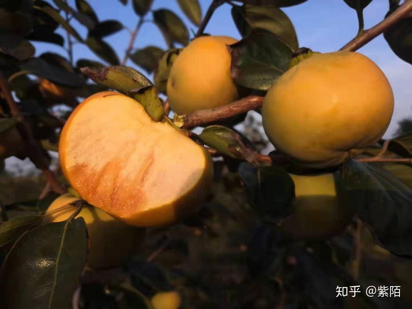 脆柿子哪里的最好吃?几月份脆柿子上市呢? - 知乎