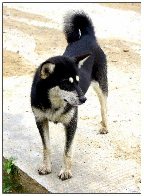 本犬纲目（中国本土狗品种大全） - 知乎