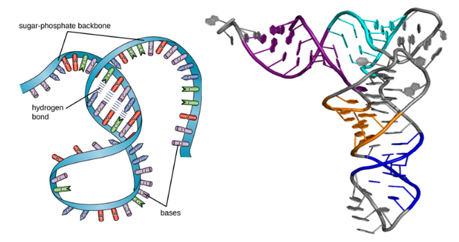 除了上面显示的一级结构外,像蛋白质一样,rna分子也有二级和三级结构