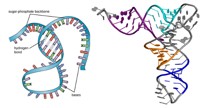 01 rna的结构和功能