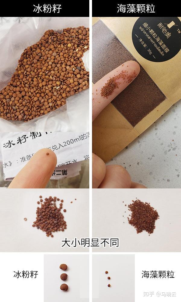 就是像亚麻籽种子一样的酸浆的种子,也就是假酸浆,就是所谓的海藻面膜