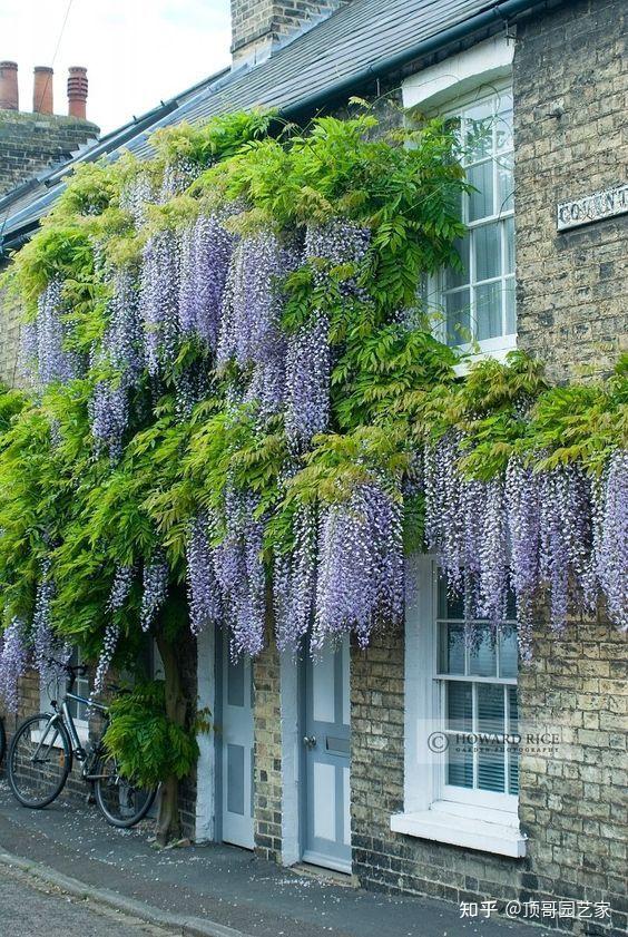 四,紫藤花墙