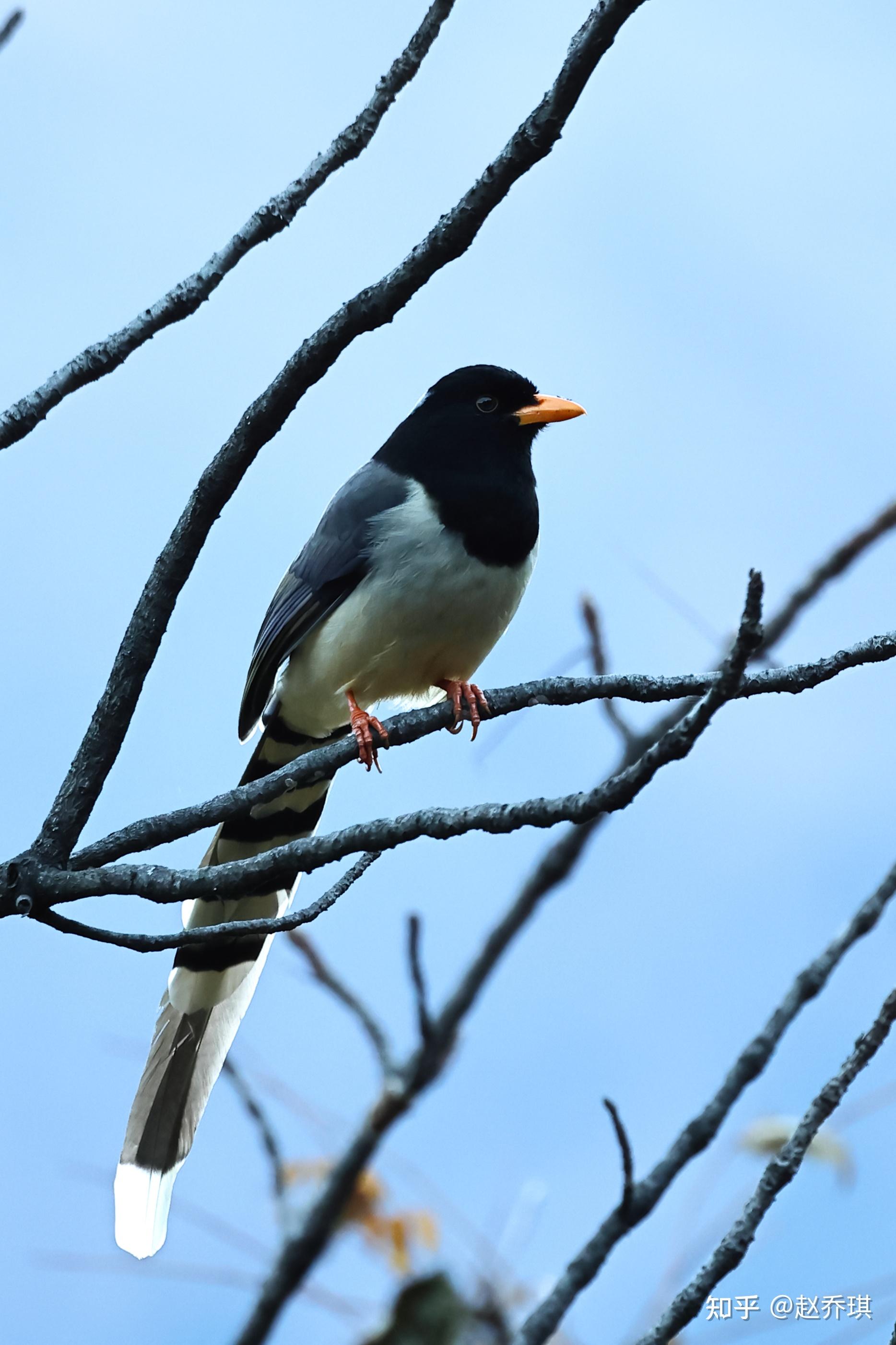 暗胸朱雀红头噪鹛杂色噪鹛细纹噪鹛星鸦黑鹇雌黑鹇鳞腹绿啄木鸟这里也