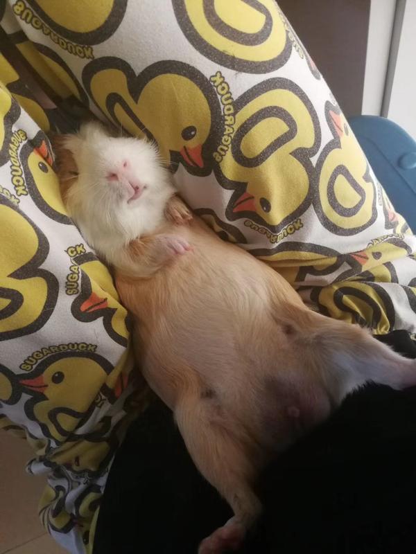 我家猪猪翻着肚皮睡到没知觉的时候