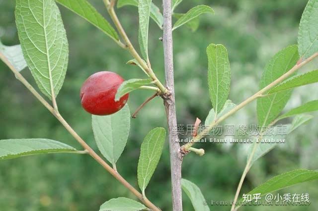 郁李仁(中药材资料、植物图像) - 知乎