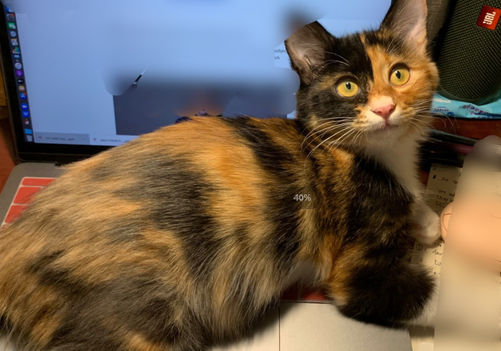 田园猫红虎斑/加菲色双色三花色异国短毛猫金吉拉色虎斑色纯色波斯猫