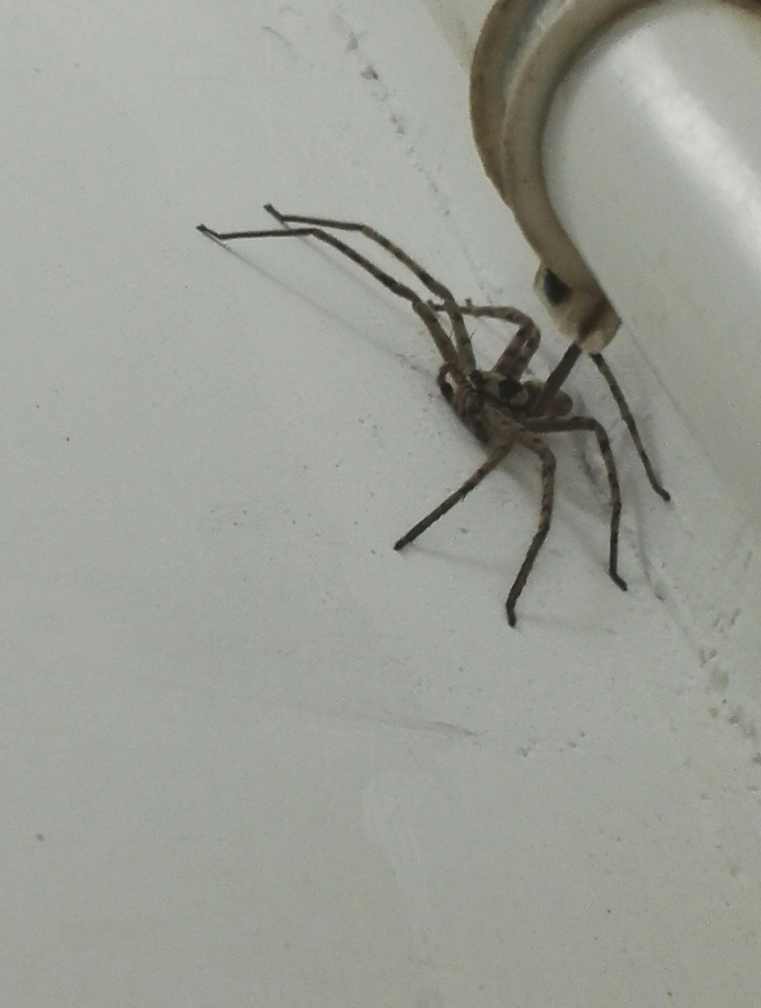 在家养白额高脚蛛吃蟑螂靠谱吗?