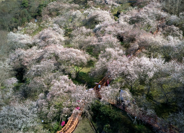 十里繁花春景图上线这处万亩梅林正值盛花期