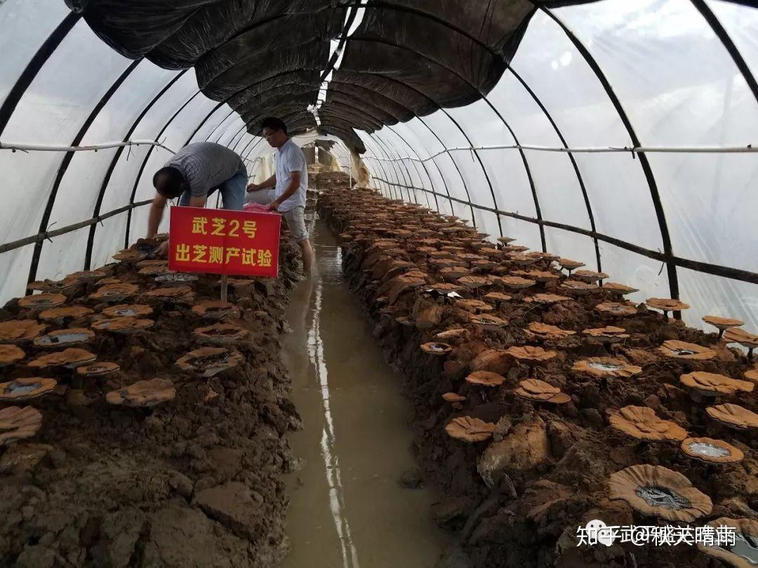 千年灵芝不存在的,带你了解野生灵芝与栽培灵芝