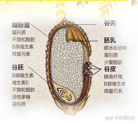 如何让自己变成外胚体质 v2-21a5ebd9f883afc17ac69d5235510b83_r.jpg