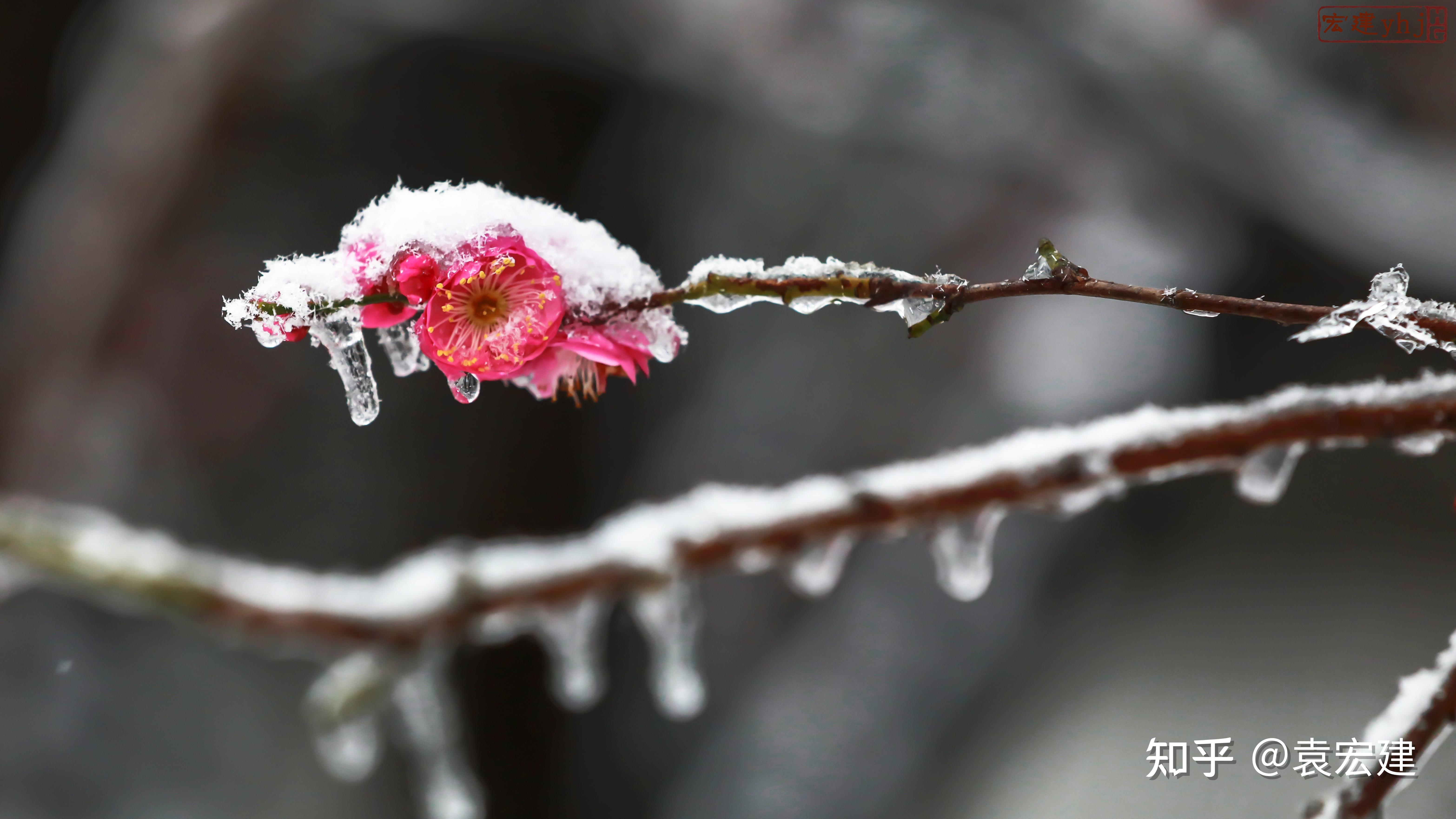 红梅傲雪图片壁纸图片