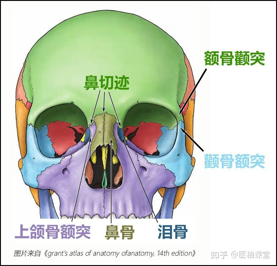 颌面部骨骼结构图解 - 知乎