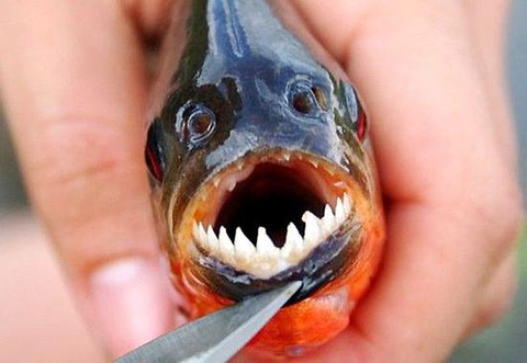 不管是纪录片还是电影中,食人鱼都是残暴血腥的形象,整天呲着牙,仿佛