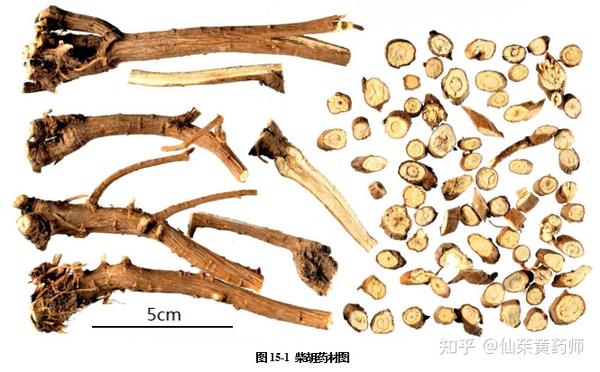 柴胡(北柴胡)粉末显微彩色图谱 - 知乎