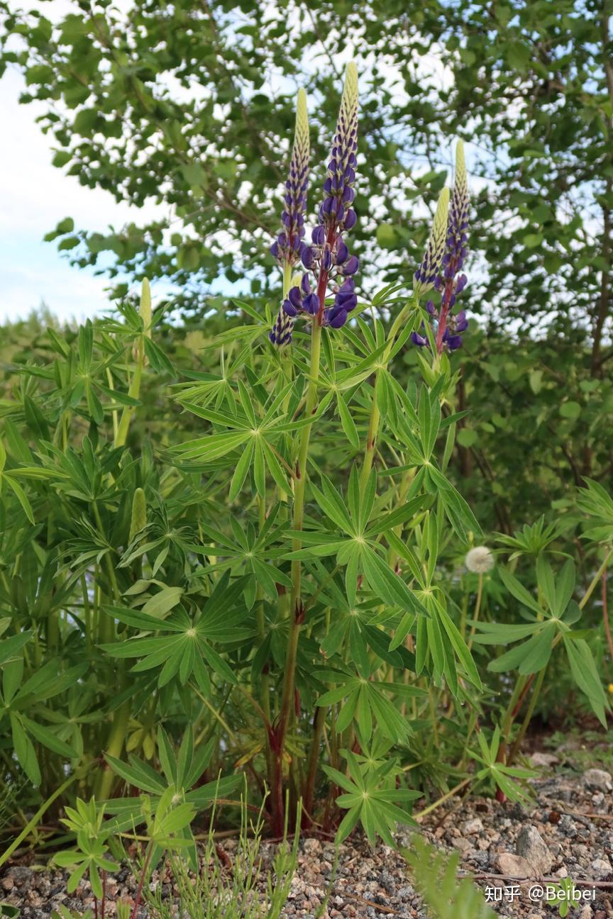 多叶羽扇豆 - 知乎