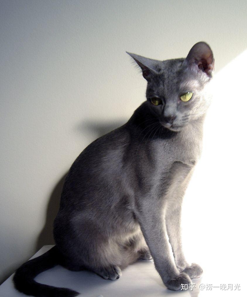 "科拉特猫" 拥有绸缎般的银蓝色毛发,却与英短蓝猫极其相像?