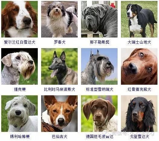 178种狗狗,你认识多少? - 知乎