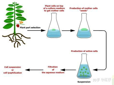 植物干细胞护肤 知乎