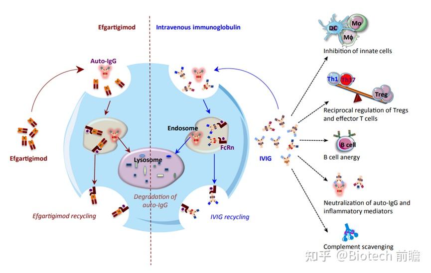 FcRn抗体丨 和铂医药三期临床成功，强生纳入突破性疗法 - 知乎