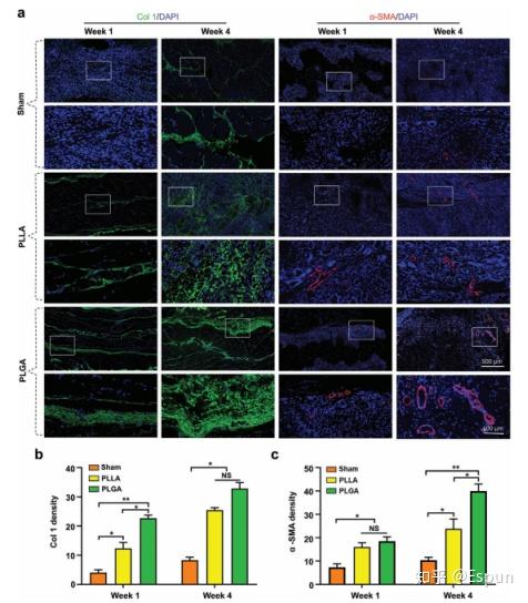 b,c)在第一周和第四周对col1和α-sma的免疫荧光强度进行定量.