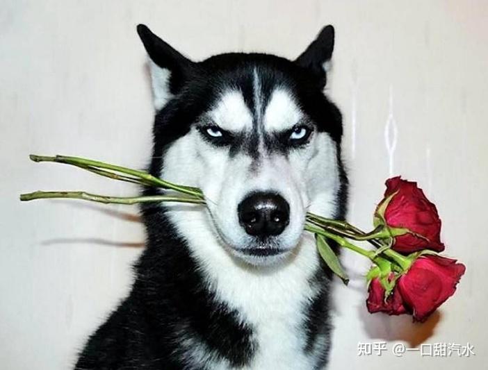 无论哈士奇的外表看上去是多么的帅气,其他人怎么说它好养,但也掩盖不