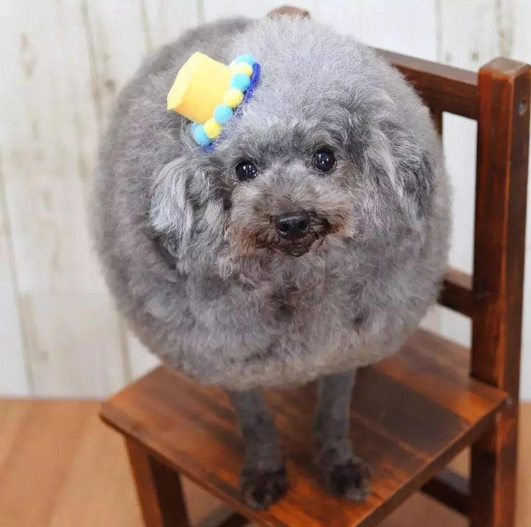 到底是羊还是狗啊最近流行的贵宾咩咩装你家狗子剪了么