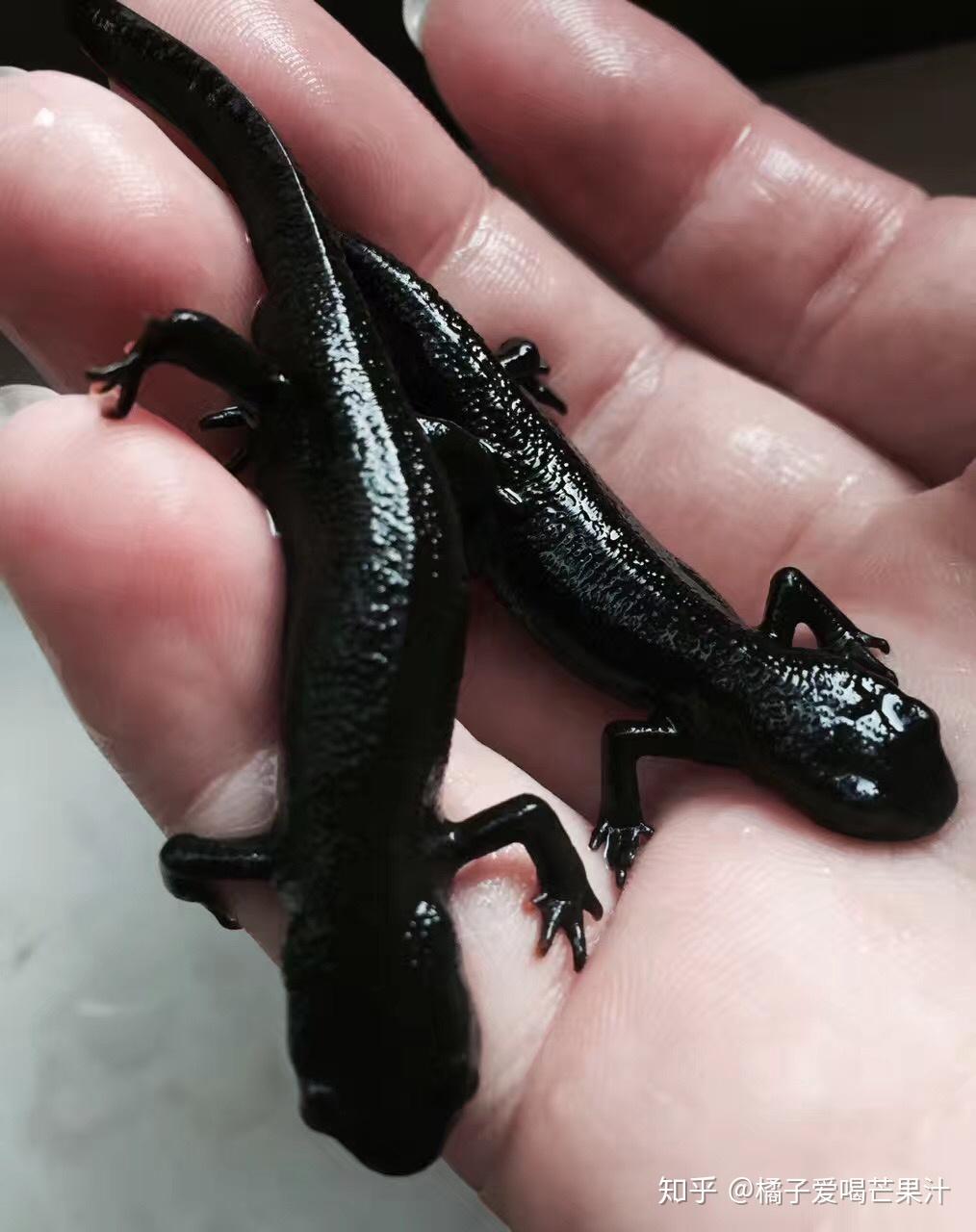 养稀有宠物是怎样的体验