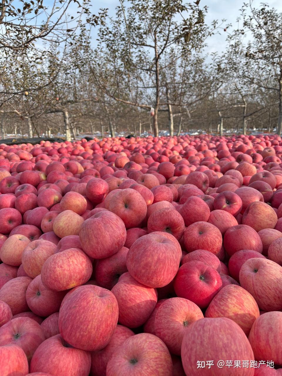 洛川苹果是什么