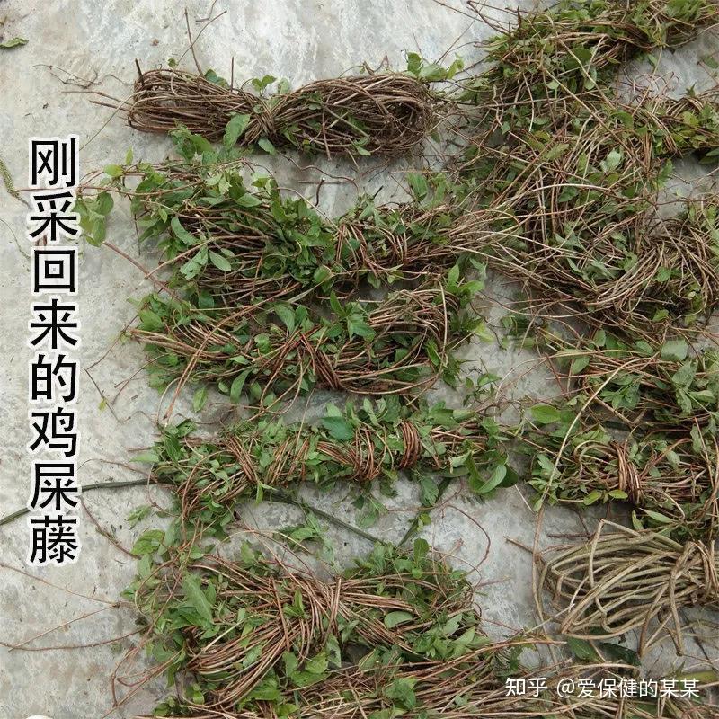鸡血藤液的功效与作用 鸡血藤液外用的功效与作用 - 九州养生