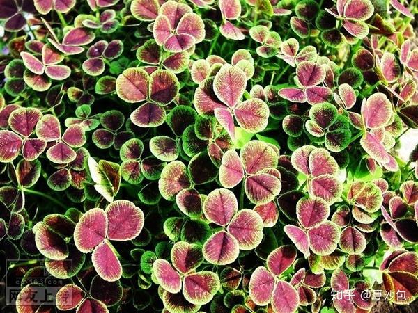 常见开蓝紫色花植物 知乎