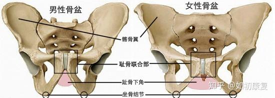 骨盆是由骨骼構成的盆狀物,包括了兩塊大的骨盆骨,在脊椎的底部(骶骨)