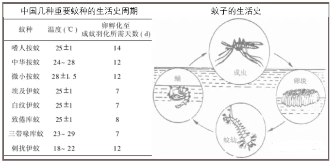 深度剖析蚊子微结构 
