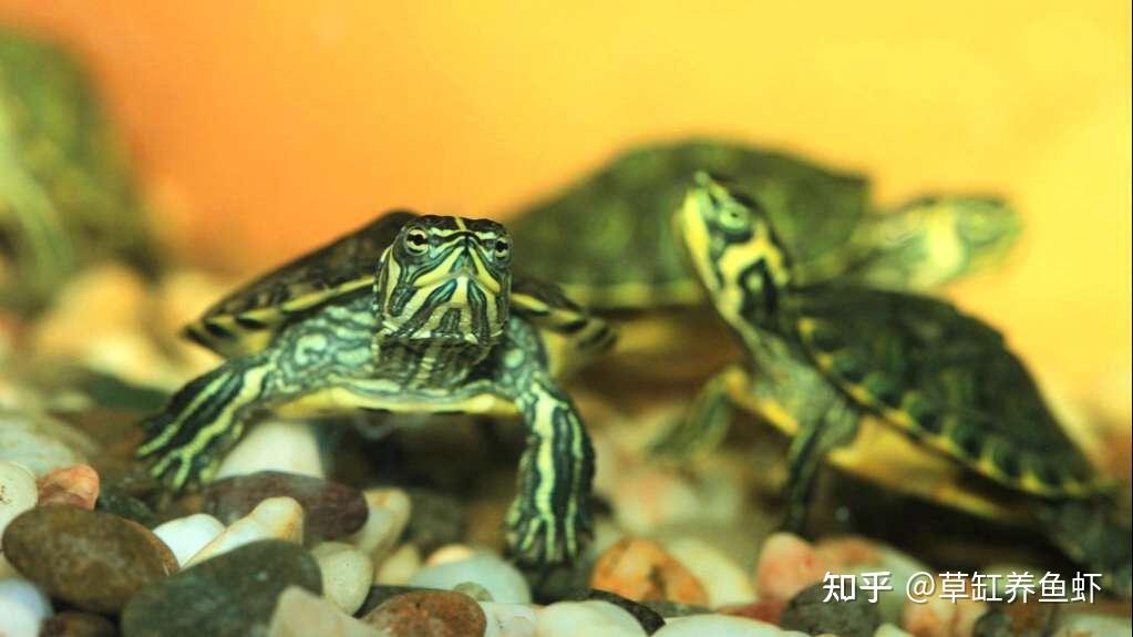 有了好烏龜,有了好環境,管控方面的問題一定是整個烏龜飼養的最關鍵