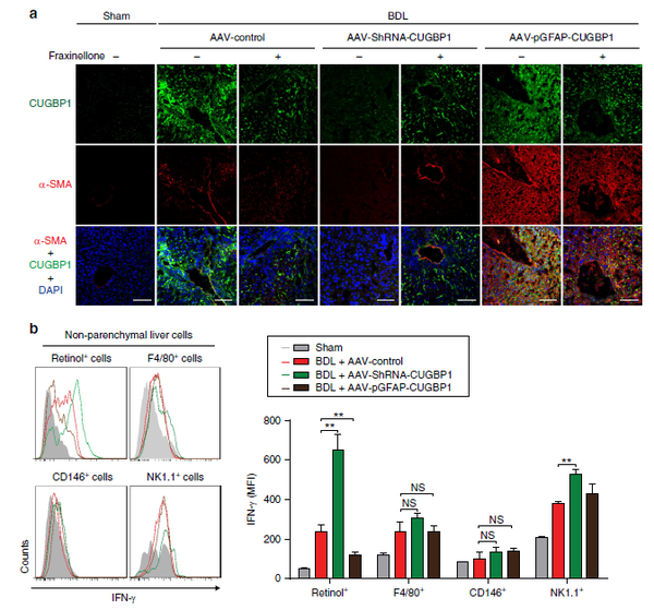 AAV在肝脏组织中的应用 - 知乎