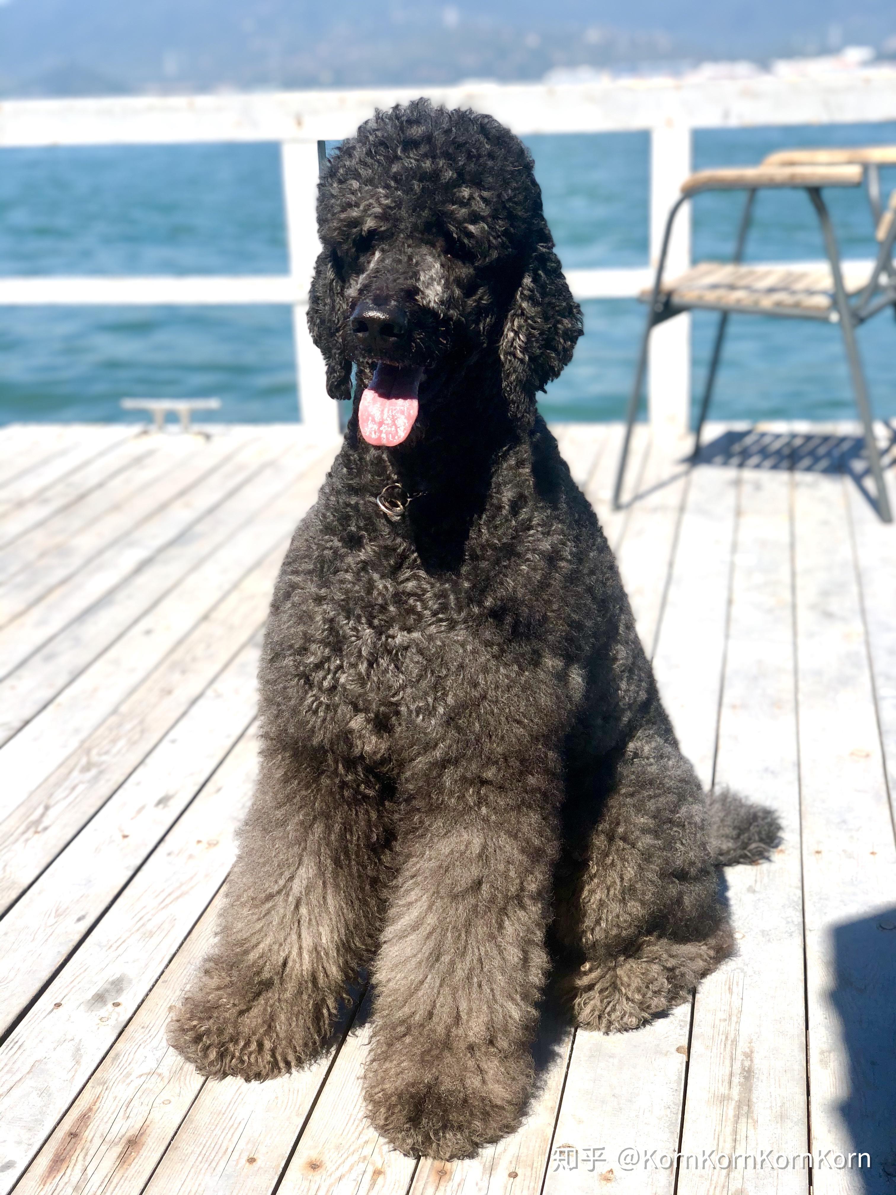 养一只巨型贵宾是种怎样的体验? - 知乎