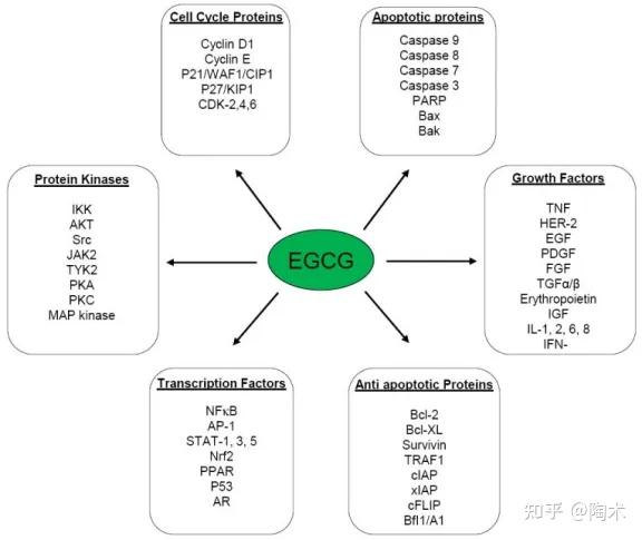 Egpcweb EGFR抑制剂:Epigallocatechin Gallate - 知乎