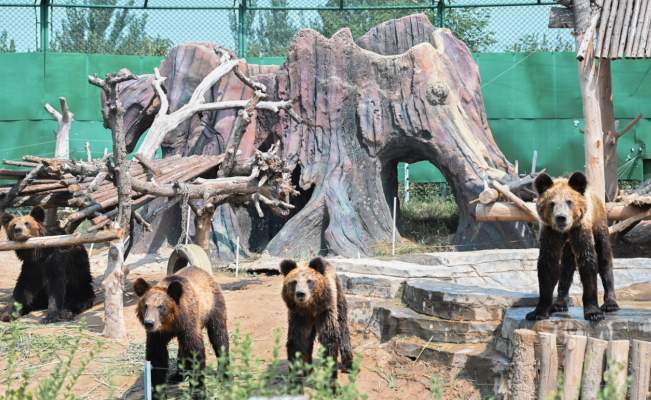 而這樣一座對標長隆野生動物園的動物世界,就在周口成功落地.