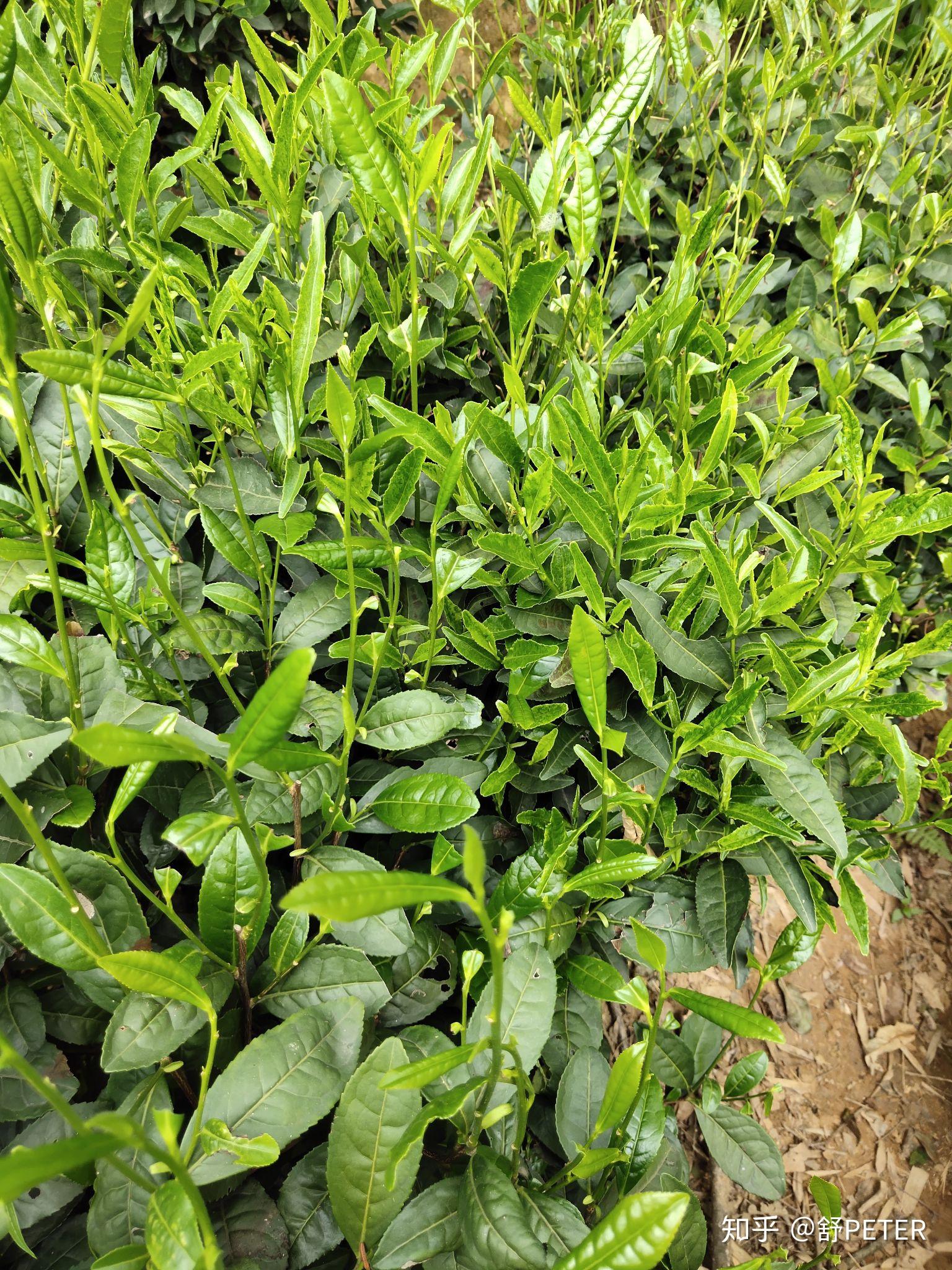 母亲节陪母亲采六安瓜片茶