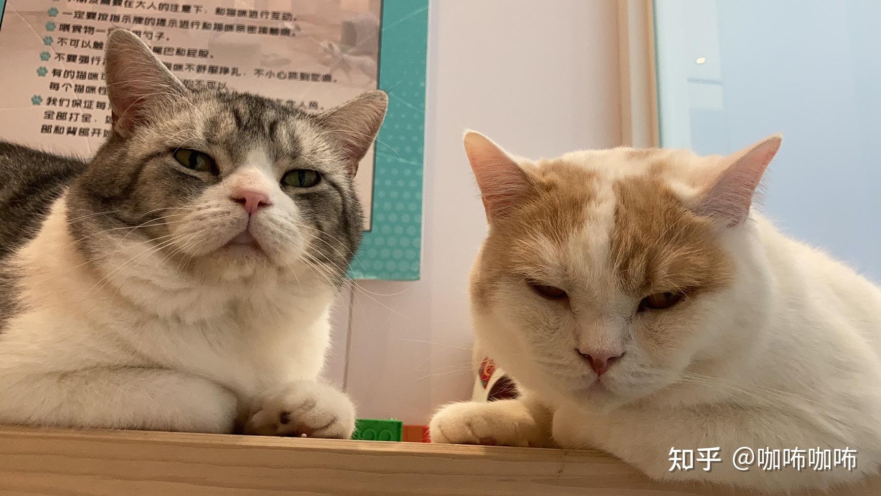 咖咘猫咪揣手手系列图~有 - 知乎