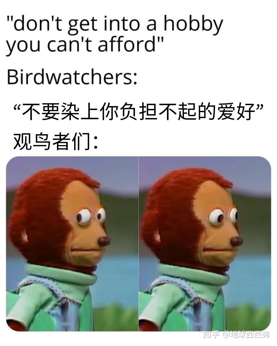 【每日meme】鸟 - 知乎