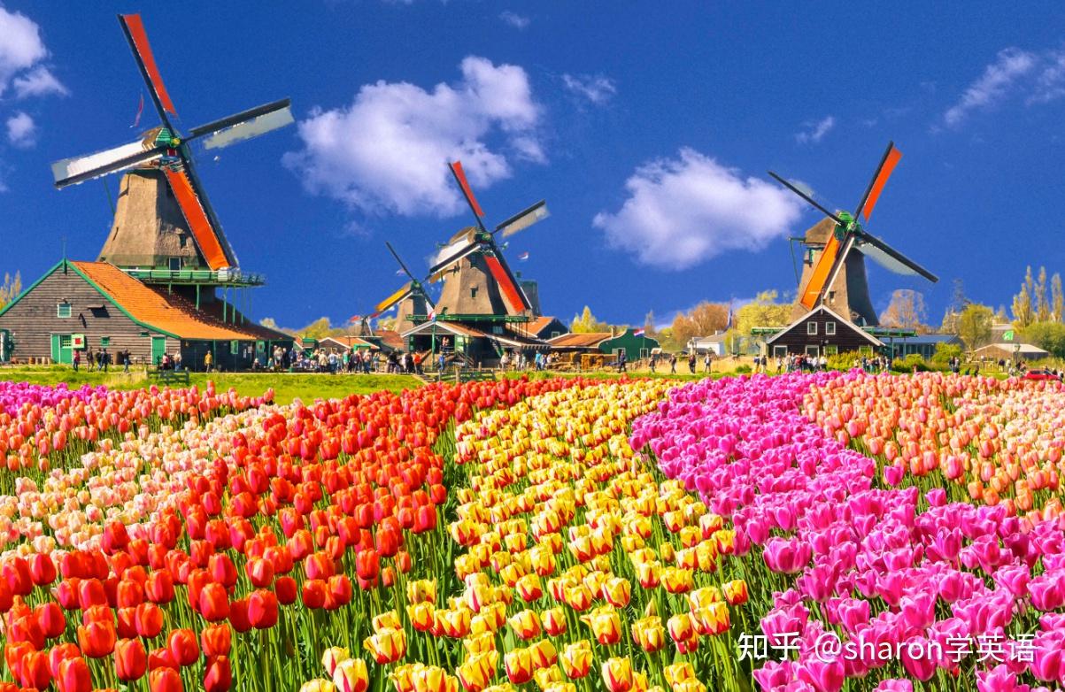 荷兰农民氮排放高也不能放弃养牛