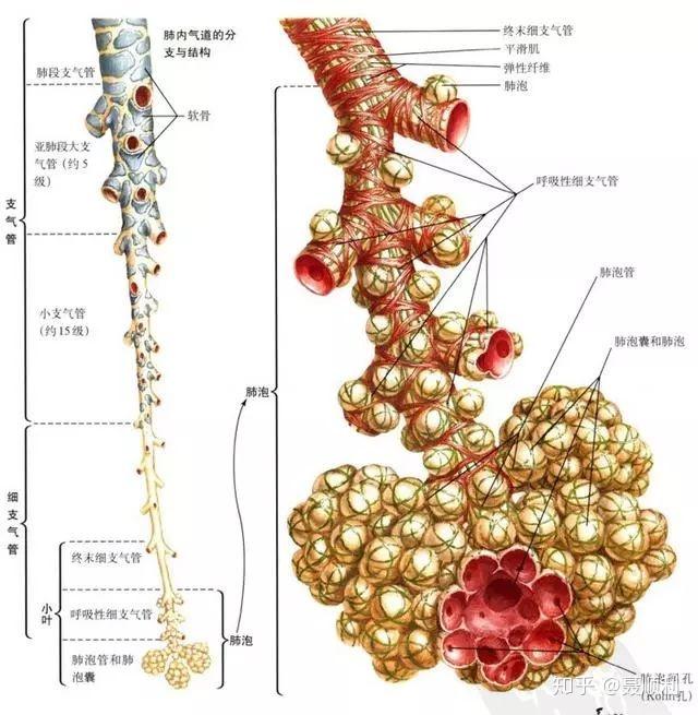 一,什么叫毛细支气管炎