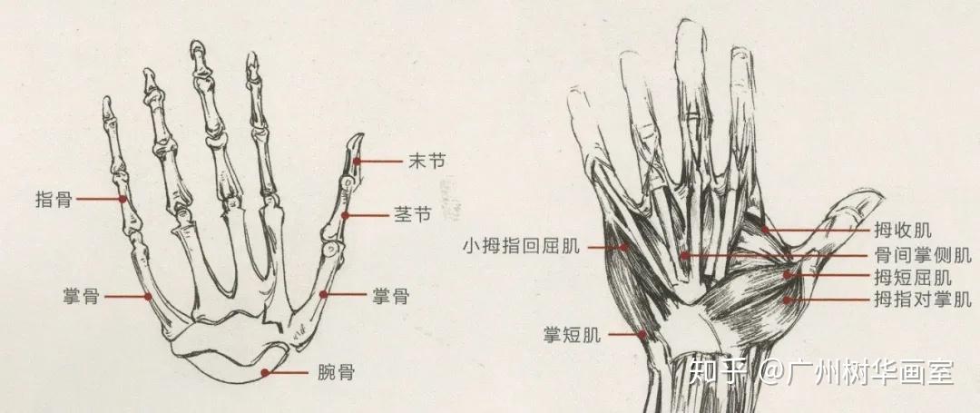 1手的骨骼,肌肉